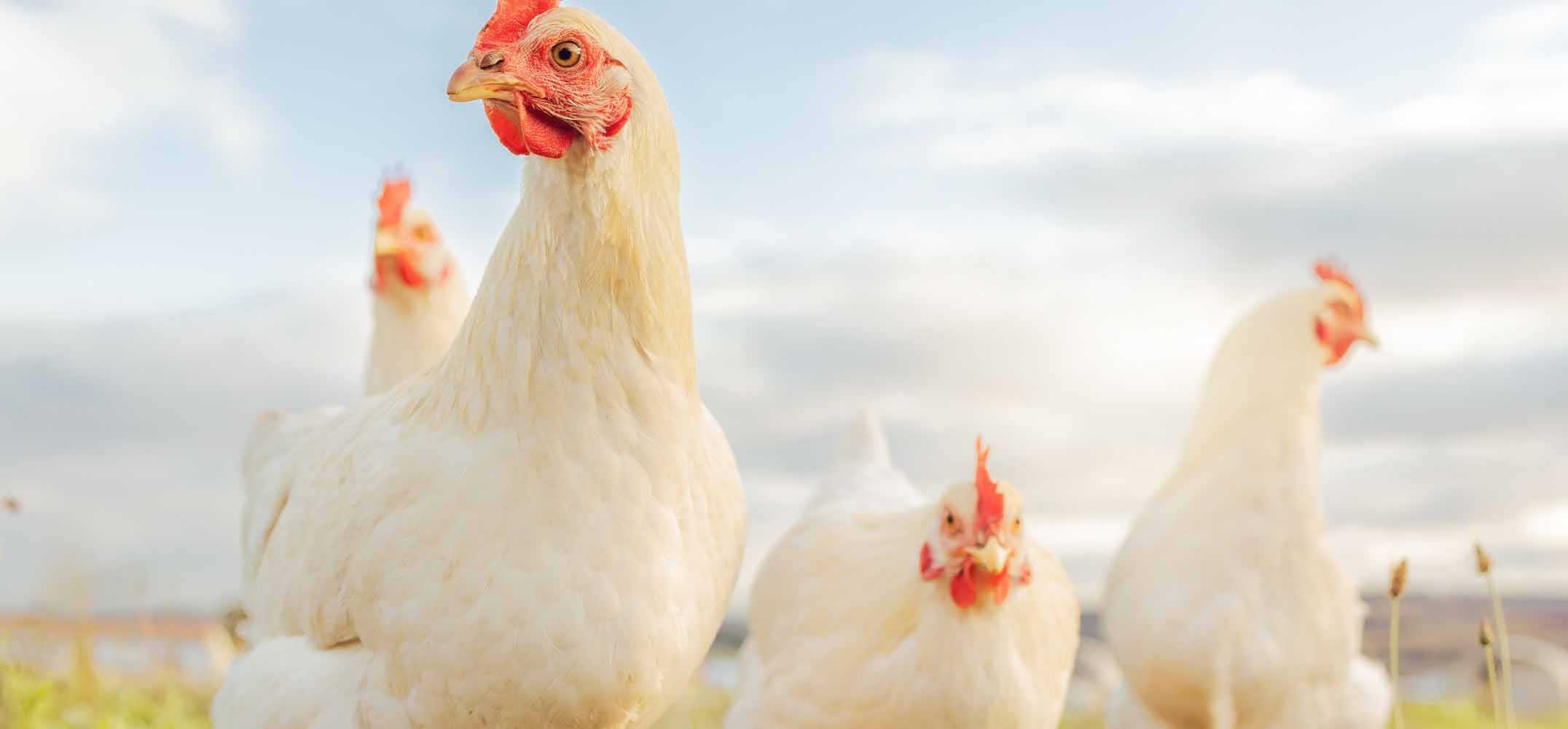 Free-range, pasture-raised, organic: what to look for
