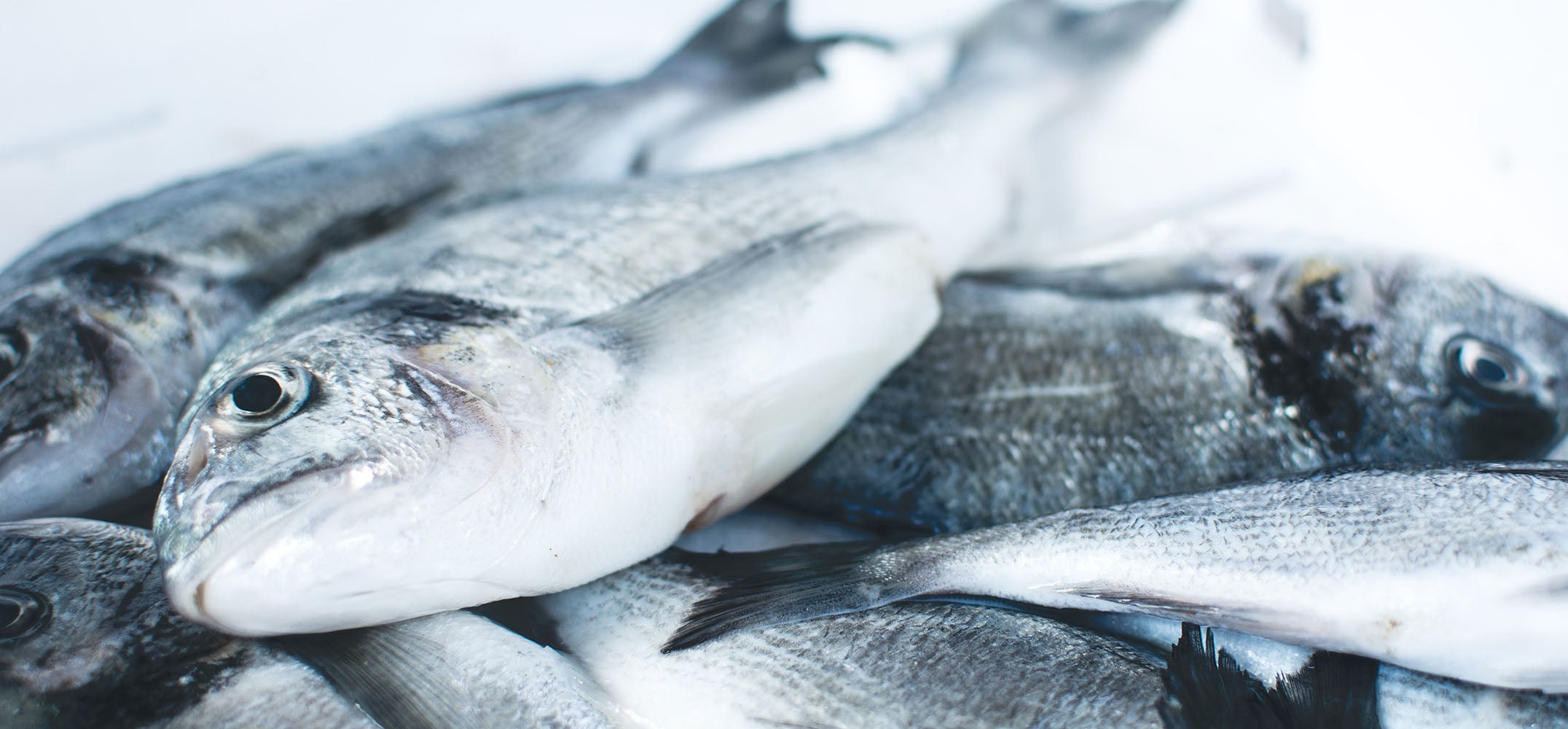 Tell me about marine collagen