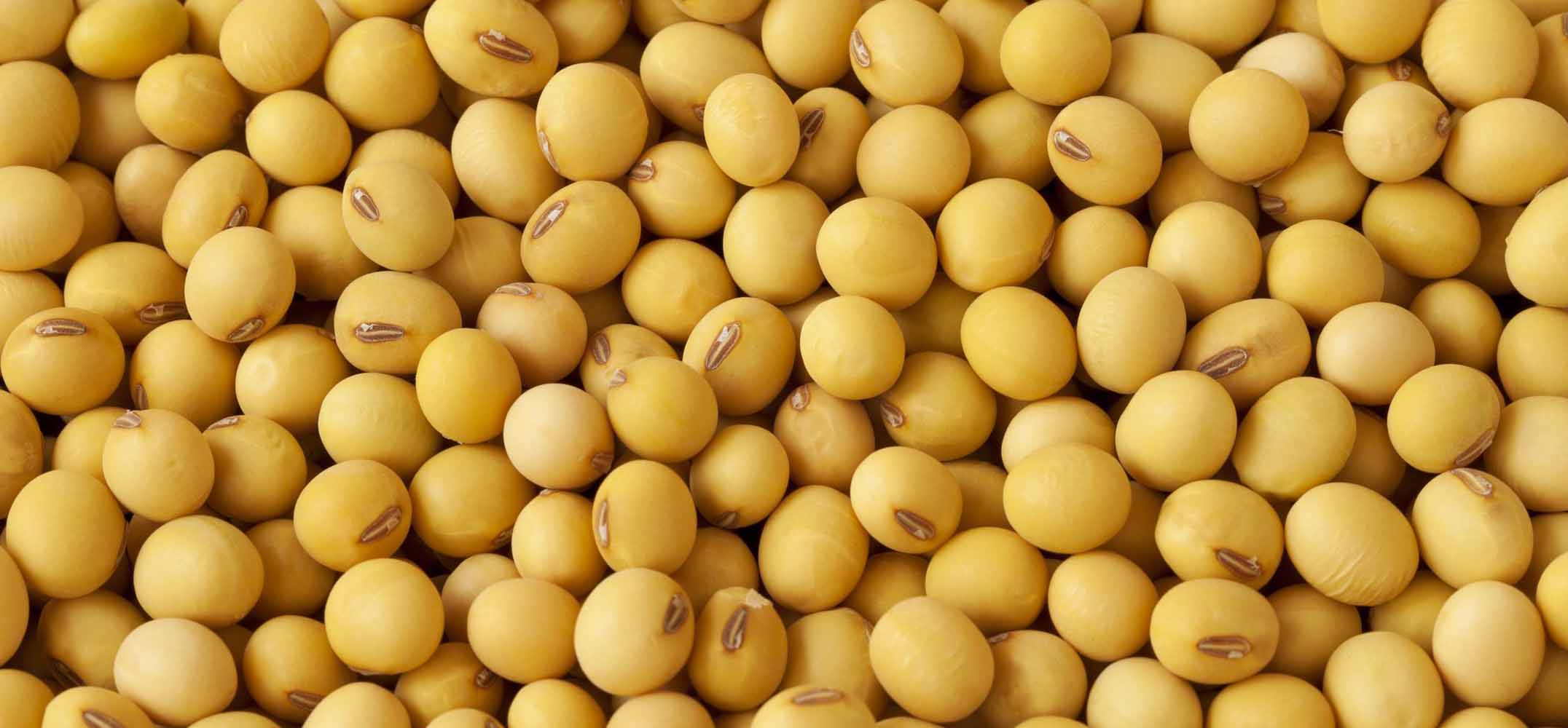 The Problem with Soy