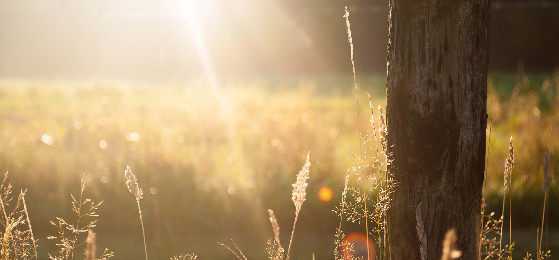 Can Vitamin D save your Life?