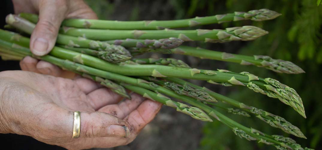 Food Fact: Asparagus
