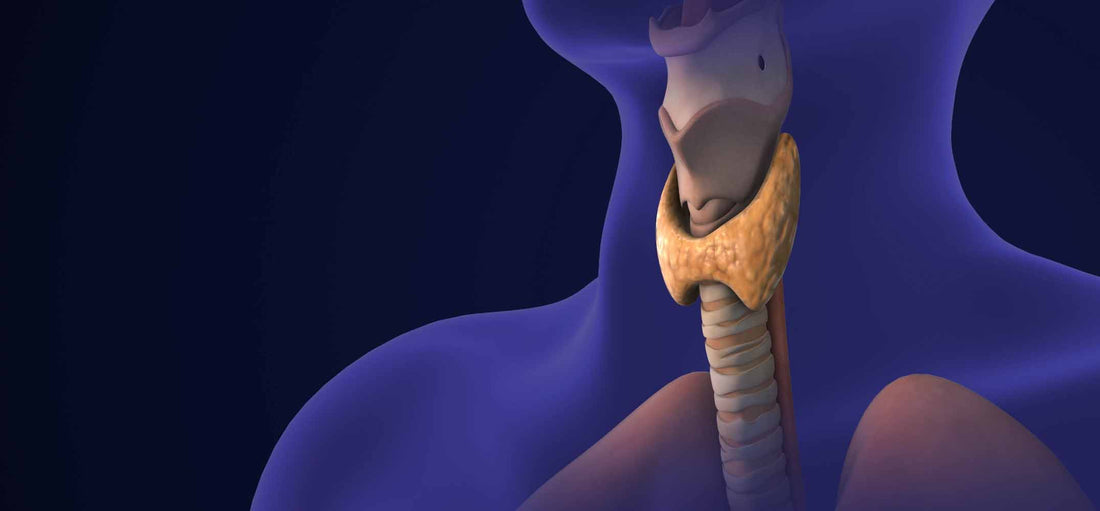 What are endocrine disruptors?