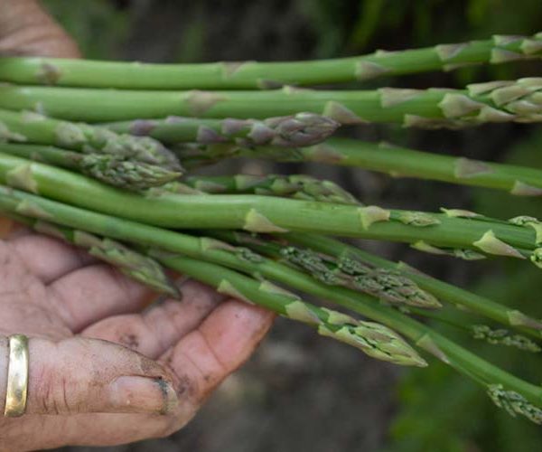 Food Fact: Asparagus