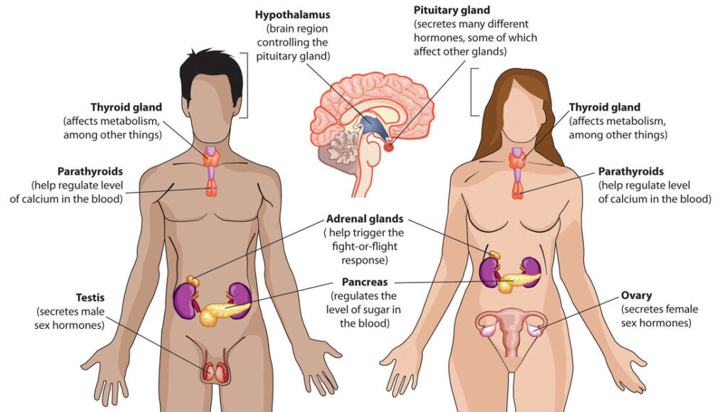 What are endocrine disruptors?